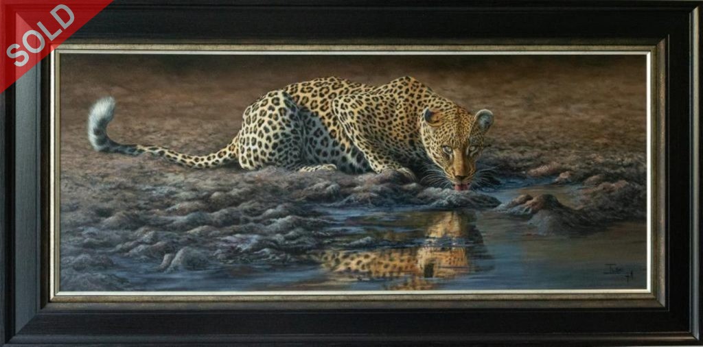 A cautious drink Leopard