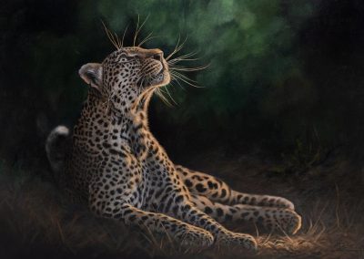 Leopard “Focused on the Light” Framed: 165 x 100cm /65” x 39”