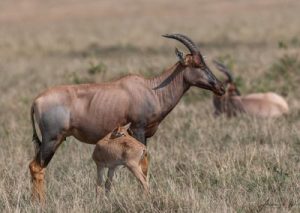 Cokes-hartebeest-Maasai-Mara-Copy-400x284