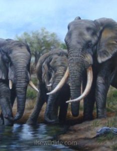 Elephant-family-at-the-waterhole-400x516