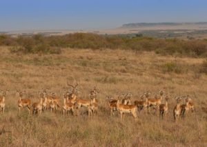 Impalas-Maasai-Mara-Copy-400x284