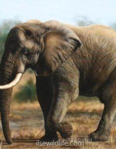 Solitary-Tusker-400x516