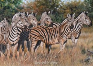 Striped-camouflage-400x284