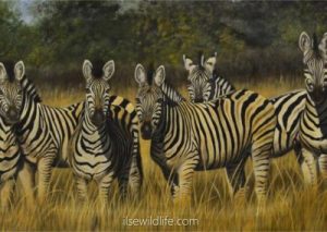 Striped-curiosity-400x284