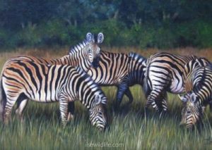 Stripes-in-the-grass-400x284