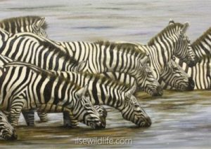 Stripes-in-the-water-400x284