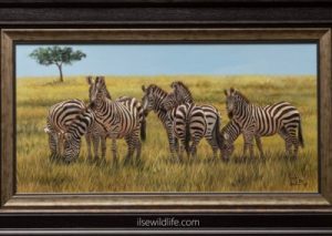 Stripes-on-the-Maasai-Mara-plains-400x284