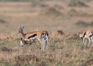 Thomsons-gazelle-with-babies-Copy-400x284