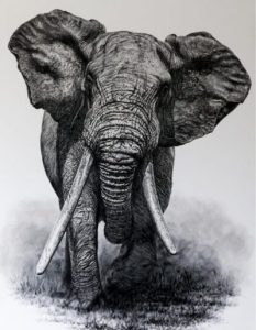Tshokwane-400x516