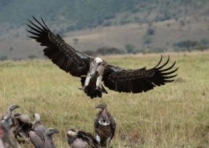 Vultures-of-the-Masai-Mara-Copy-400x284