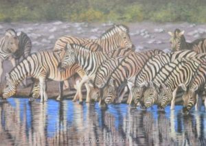 Zebra-herd-drinking-400x284