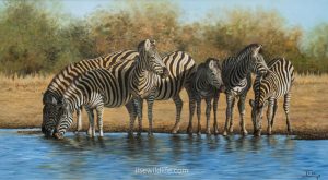 Zebras-at-Ndlopfu-1
