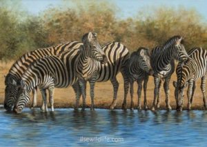 Zebras-at-Ndlopfu-1-400x284