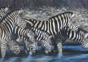 Zebras-at-the-waterhole-133-81-cm-52-32-400x284