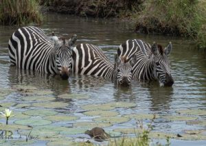 Zebras-having-a-bath-Copy-400x284