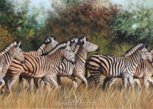 Zebras-on-the-run-400x284