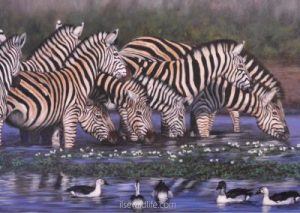 Zebras-water-lilies-ducks-perfect-harmony-400x284