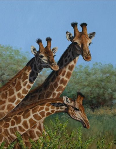Giraffe trio