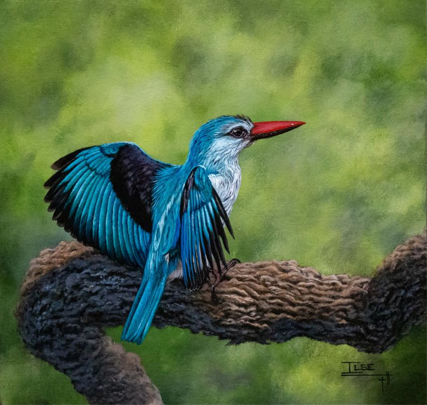 The post-plunge-pose (Woodlands Kingfisher)