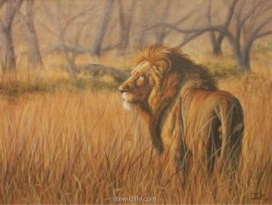 Golden-Lion3