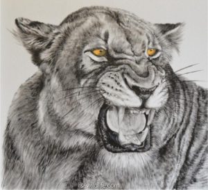 Lion