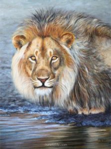 Lion-at-the-waterhole4