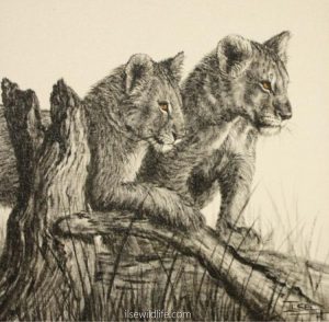 Lion-cubs (1)