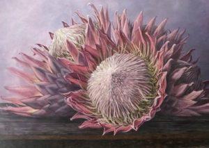The beauty of Pink proteas 105 x 156cm