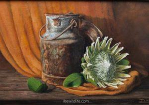White beauty in a rustic setting (framed 64 x 87cm)
