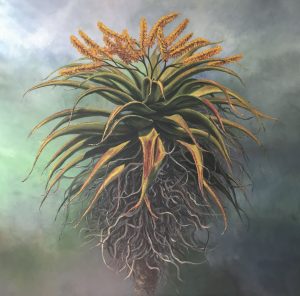 Ilse's Aloes 1