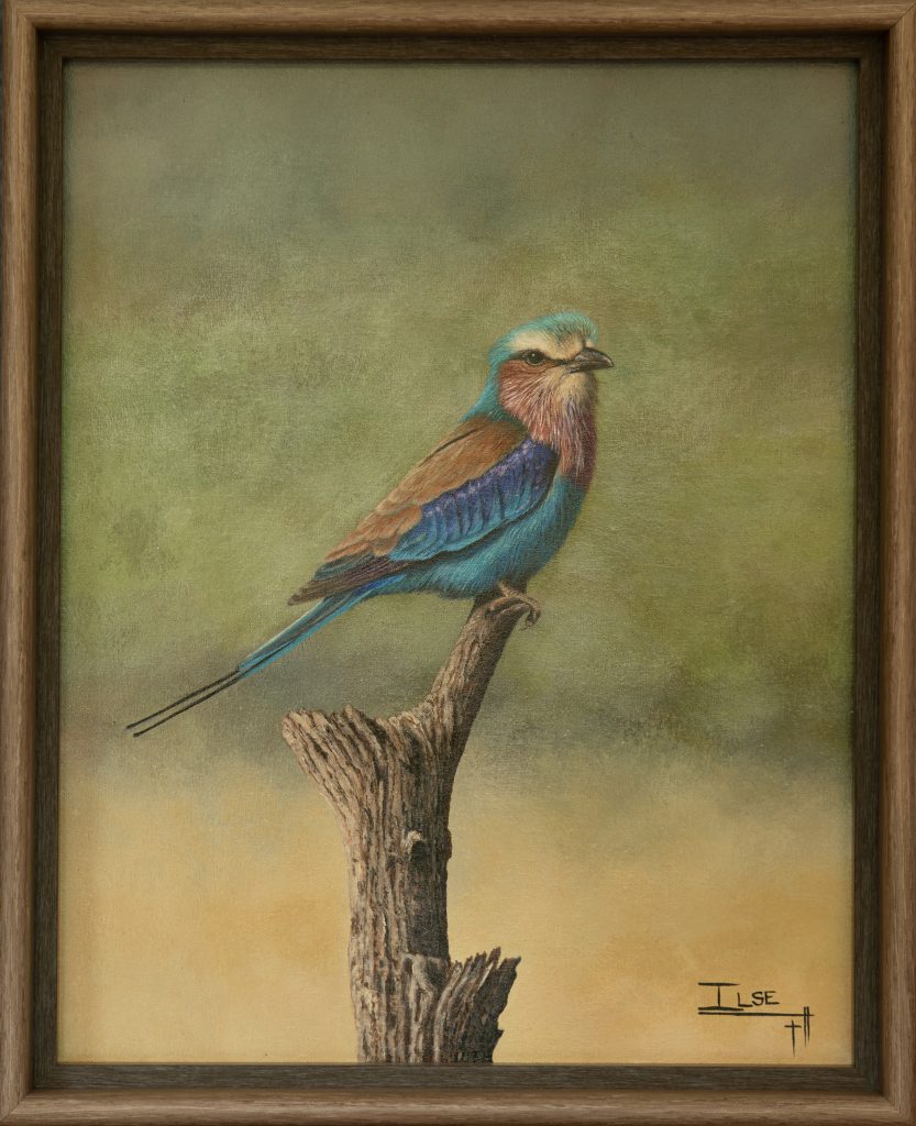A Feathered beauty (Lilacbreasted Roller)