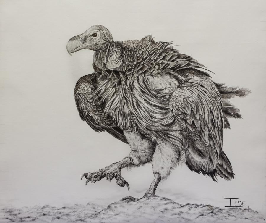 The Boss (Lappet-faced vulture)