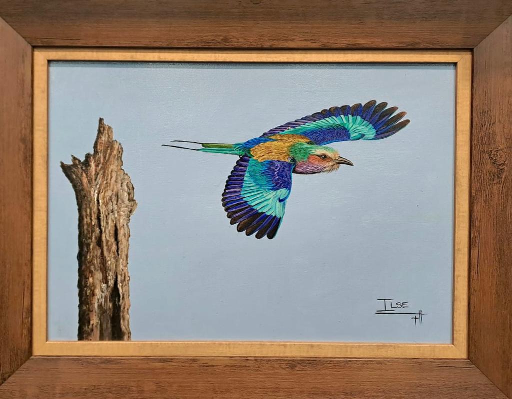 The flying rainbow (Lilacbreasted Roller)
